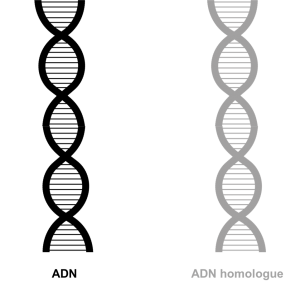 ADN Optimisation Flux